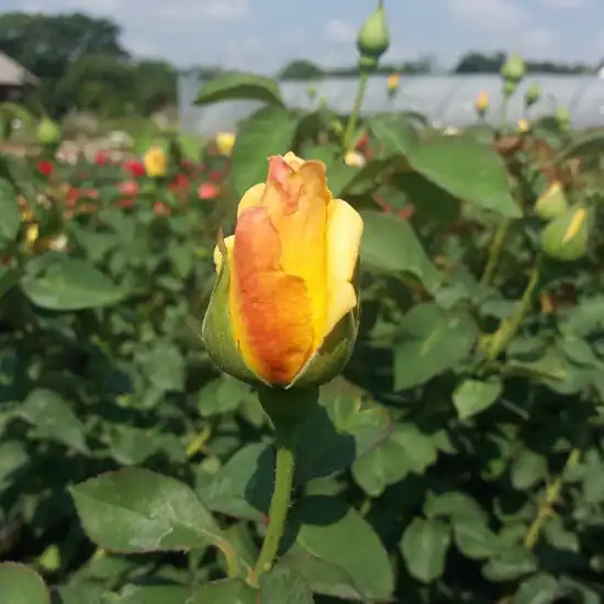 Rosa Apache - galben - trandafir de parc